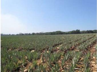 CityMax vende finca en Puntarenas apta para cultivo Piña