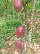 Vendo finca en el Peje de Siquirres