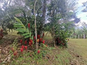 Venta de Finca en Turrialba, Cartago. RAH 25-1070 