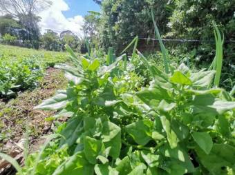 Venta de Lote en Dulce Nombre, Cartago. RAH 25-1081