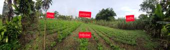 Quinta en Pueblo Nuevo de Agua Buena, Coto Brus, Puntarenas