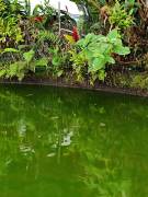 Quinta en Pueblo Nuevo de Agua Buena, Coto Brus, Puntarenas