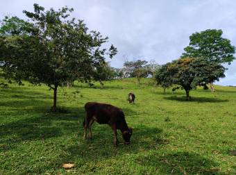 Quinta en Pueblo Nuevo de Agua Buena, Coto Brus, Puntarenas