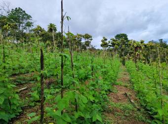 Quinta en Pueblo Nuevo de Agua Buena, Coto Brus, Puntarenas