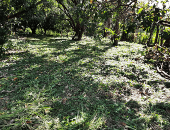 LAND FOR SALE, SAN MATEO, ALAJUELA