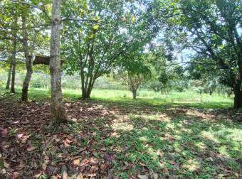 VENTA DE TERRENO EN OROTINA DE UNA HECTÁREA