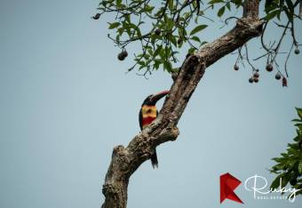 INVERSIÓN EXCEPCIONAL TERRENO EN LAS MONTAÑAS DEL PACÍFICO Playa Hermosa, Jacó 