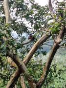 AMPLIA CASA EN VENTA, CONCEPCIÓN, SAN RAMÓN, ALAJUELA  