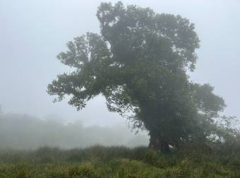 SE VENDE terreno con potrero y montaña en Dulce Nombre de Coronado.