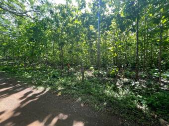 Lots for sale near Avellanas Beach Lots for sale near Avellanas Beach