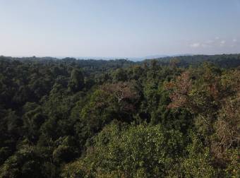 Bahía Drake - 76 Hectáreas donde la Selva Toca el Cielo