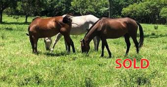 Beautiful Farm in Tronadora de Tilarán, Guanacaste.
