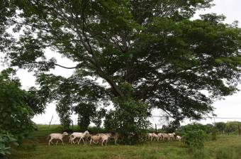 Lote en Venta en Poás, Alajuela. RAH 23-1912