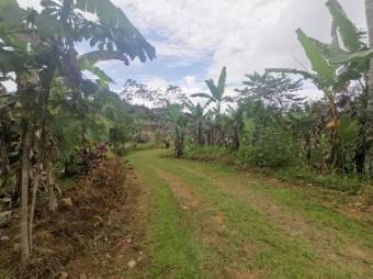 MLS-23-1674 VENTA FINCA JABILLOS TURRIALBA