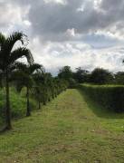 MLS-23-1205 VENTA LOTE GUÁPILES LIMÓN