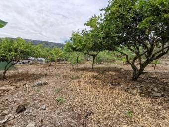 MLS-25-1096 VENTA LOTE LA MARGOTH TURRIALBA