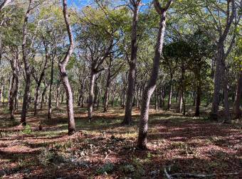 5000 m2 in San José De Pinilla, Tamarindo area, Province of Guanacaste