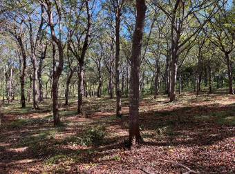 5000 m2 in San José De Pinilla, Tamarindo area, Province of Guanacaste