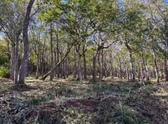 5000 m2 in San José De Pinilla, Tamarindo area, Province of Guanacaste