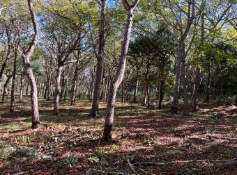 5000 m2 in San José De Pinilla, Tamarindo area, Province of Guanacaste