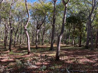 5000 m2 in San José De Pinilla, Tamarindo area, Province of Guanacaste