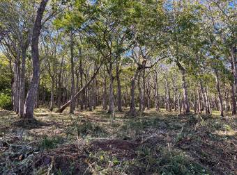 5000 m2 in San José De Pinilla, Tamarindo area, Province of Guanacaste