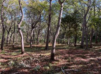 5000 m2 in San José De Pinilla, Tamarindo area, Province of Guanacaste