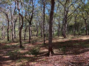 5000 m2 in San José De Pinilla, Tamarindo area, Province of Guanacaste