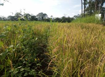 ¡GRAN  REMATE! Finca en Upala, Alajuela