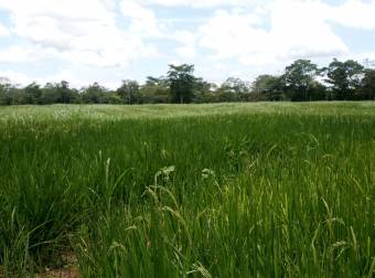 ¡GRAN  REMATE! Finca en Upala, Alajuela