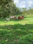 VENTA DE LOTE, ALAJUELA, SAN CARLOS, POCOSOL 