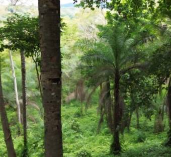 MLS-26-30 LS VENTA LOTE OROTINA ALAJUELA MLS-26-30 LS VENTA LOTE OROTINA ALAJUELA