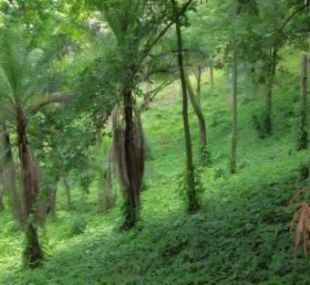 MLS-26-30 LS VENTA LOTE OROTINA ALAJUELA MLS-26-30 LS VENTA LOTE OROTINA ALAJUELA