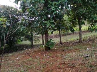 Terreno en Venta en Hojancha, Guanacaste MLS #23-2445 CL