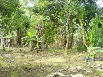 MLS-23-2560 VENTA FINCA LA ORTIGA TURRIALBA 