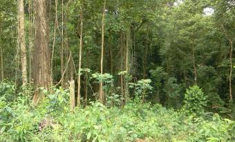 Se vende finca con bosque en zona turística