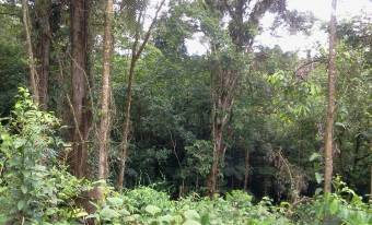 Se vende finca con bosque en zona turística