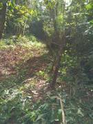 Se vende finca con bosque en zona turística