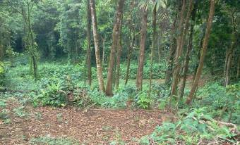 Se vende finca con bosque en zona turística