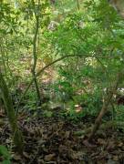 Property for Sale in Atenas Property for Sale in Atenas