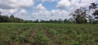 Finca Agrícola La Louisiana del Cairo Finca Agrícola La Louisiana del Cairo