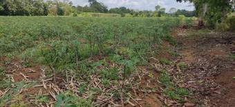 Finca Agrícola La Louisiana del Cairo Finca Agrícola La Louisiana del Cairo
