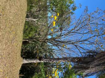 De oportunidad finca de recreación árboles frutales información al teléfono 85683261