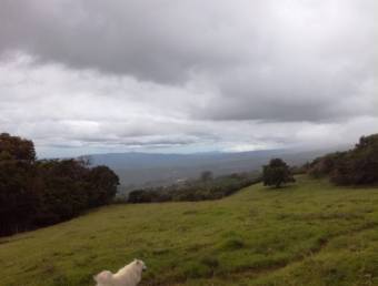 Farm, El Roble/Santa Barbara 18.7 hectares