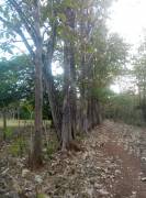 Tengo Plantaciones de árboles de Teca de 18 a 40 años, en Nicoya y Santa Cruz, Guanacaste Costa Rica