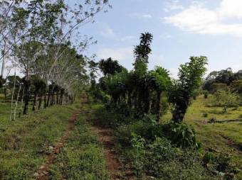 Finca con rio y hermosos pastiazales en Venta,  Guacimo      CG-20-939