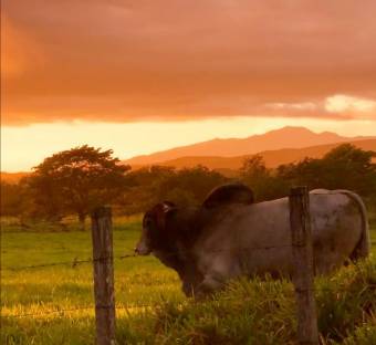 Excelente Finca Ganadera. Guanacaste - Costa Rica. 4461 hectáreas.