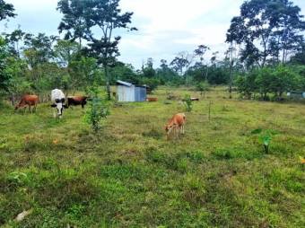 Linda Finca en el Centro de Guapiles  En Venta    CG-21-1231