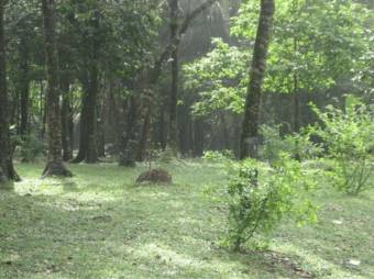 Excelente Finca son 3 Lotes unidos de 11 Hectareas en Tortuguero de Guapiles  en Venta.    CG-20-119