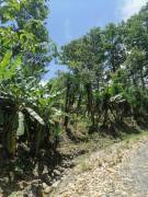 Se vende finca en Pavones, Turrialba.